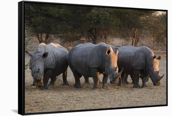 White rhinoceros (Ceratotherium simum), Kalahari, Botswana, Africa-Sergio Pitamitz-Framed Stretched Canvas