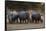 White rhinoceros (Ceratotherium simum), Kalahari, Botswana, Africa-Sergio Pitamitz-Framed Stretched Canvas