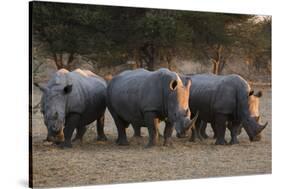 White rhinoceros (Ceratotherium simum), Kalahari, Botswana, Africa-Sergio Pitamitz-Stretched Canvas