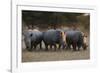 White rhinoceros (Ceratotherium simum), Kalahari, Botswana, Africa-Sergio Pitamitz-Framed Photographic Print