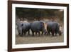 White rhinoceros (Ceratotherium simum), Kalahari, Botswana, Africa-Sergio Pitamitz-Framed Photographic Print