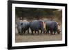 White rhinoceros (Ceratotherium simum), Kalahari, Botswana, Africa-Sergio Pitamitz-Framed Photographic Print