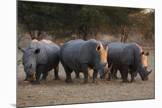 White rhinoceros (Ceratotherium simum), Kalahari, Botswana, Africa-Sergio Pitamitz-Mounted Photographic Print