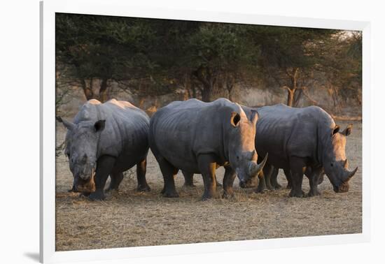 White rhinoceros (Ceratotherium simum), Kalahari, Botswana, Africa-Sergio Pitamitz-Framed Photographic Print