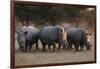 White rhinoceros (Ceratotherium simum), Kalahari, Botswana, Africa-Sergio Pitamitz-Framed Photographic Print