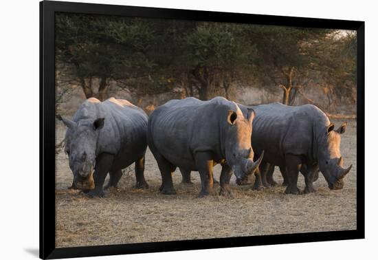 White rhinoceros (Ceratotherium simum), Kalahari, Botswana, Africa-Sergio Pitamitz-Framed Photographic Print