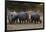 White rhinoceros (Ceratotherium simum), Kalahari, Botswana, Africa-Sergio Pitamitz-Framed Photographic Print