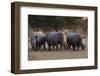 White rhinoceros (Ceratotherium simum), Kalahari, Botswana, Africa-Sergio Pitamitz-Framed Photographic Print