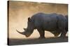 White rhinoceros (Ceratotherium simum), Kalahari, Botswana, Africa-Sergio Pitamitz-Stretched Canvas