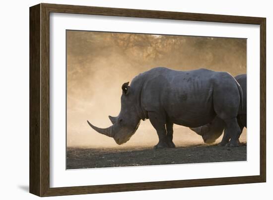 White rhinoceros (Ceratotherium simum), Kalahari, Botswana, Africa-Sergio Pitamitz-Framed Photographic Print