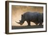 White rhinoceros (Ceratotherium simum), Kalahari, Botswana, Africa-Sergio Pitamitz-Framed Photographic Print