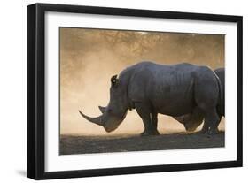 White rhinoceros (Ceratotherium simum), Kalahari, Botswana, Africa-Sergio Pitamitz-Framed Photographic Print