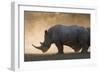 White rhinoceros (Ceratotherium simum), Kalahari, Botswana, Africa-Sergio Pitamitz-Framed Photographic Print