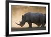 White rhinoceros (Ceratotherium simum), Kalahari, Botswana, Africa-Sergio Pitamitz-Framed Photographic Print