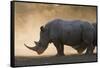 White rhinoceros (Ceratotherium simum), Kalahari, Botswana, Africa-Sergio Pitamitz-Framed Stretched Canvas