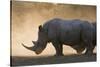 White rhinoceros (Ceratotherium simum), Kalahari, Botswana, Africa-Sergio Pitamitz-Stretched Canvas