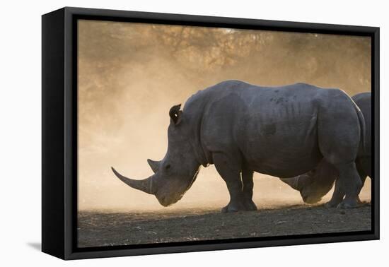 White rhinoceros (Ceratotherium simum), Kalahari, Botswana, Africa-Sergio Pitamitz-Framed Stretched Canvas