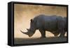 White rhinoceros (Ceratotherium simum), Kalahari, Botswana, Africa-Sergio Pitamitz-Framed Stretched Canvas