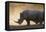 White rhinoceros (Ceratotherium simum), Kalahari, Botswana, Africa-Sergio Pitamitz-Framed Stretched Canvas