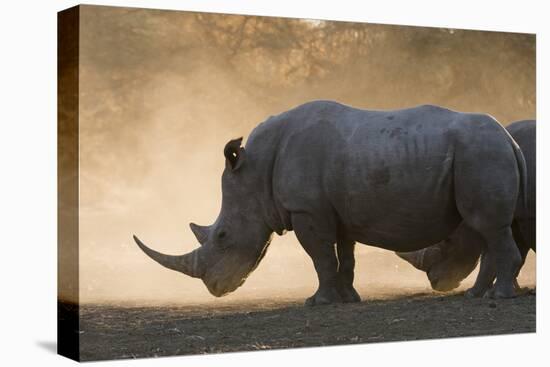 White rhinoceros (Ceratotherium simum), Kalahari, Botswana, Africa-Sergio Pitamitz-Stretched Canvas