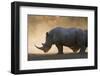 White rhinoceros (Ceratotherium simum), Kalahari, Botswana, Africa-Sergio Pitamitz-Framed Premium Photographic Print