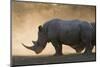 White rhinoceros (Ceratotherium simum), Kalahari, Botswana, Africa-Sergio Pitamitz-Mounted Premium Photographic Print