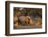 White rhinoceros (Ceratotherium simum), Kalahari, Botswana, Africa-Sergio Pitamitz-Framed Premium Photographic Print