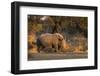 White rhinoceros (Ceratotherium simum), Kalahari, Botswana, Africa-Sergio Pitamitz-Framed Premium Photographic Print