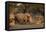 White rhinoceros (Ceratotherium simum), Kalahari, Botswana, Africa-Sergio Pitamitz-Framed Stretched Canvas