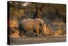 White rhinoceros (Ceratotherium simum), Kalahari, Botswana, Africa-Sergio Pitamitz-Stretched Canvas