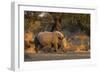 White rhinoceros (Ceratotherium simum), Kalahari, Botswana, Africa-Sergio Pitamitz-Framed Photographic Print