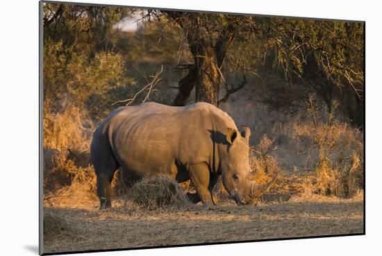 White rhinoceros (Ceratotherium simum), Kalahari, Botswana, Africa-Sergio Pitamitz-Mounted Photographic Print