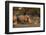 White rhinoceros (Ceratotherium simum), Kalahari, Botswana, Africa-Sergio Pitamitz-Framed Photographic Print