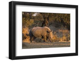 White rhinoceros (Ceratotherium simum), Kalahari, Botswana, Africa-Sergio Pitamitz-Framed Photographic Print