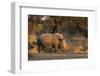 White rhinoceros (Ceratotherium simum), Kalahari, Botswana, Africa-Sergio Pitamitz-Framed Photographic Print