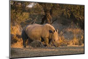 White rhinoceros (Ceratotherium simum), Kalahari, Botswana, Africa-Sergio Pitamitz-Mounted Photographic Print