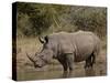 White Rhinoceros (Ceratotherium Simum), Kruger National Park, South Africa, Africa-James Hager-Stretched Canvas