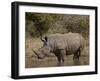 White Rhinoceros (Ceratotherium Simum), Kruger National Park, South Africa, Africa-James Hager-Framed Photographic Print