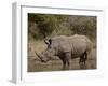 White Rhinoceros (Ceratotherium Simum), Kruger National Park, South Africa, Africa-James Hager-Framed Photographic Print