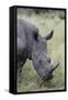 White Rhinoceros (Ceratotherium Simum), Kruger National Park, South Africa, Africa-James Hager-Framed Stretched Canvas