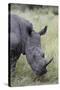 White Rhinoceros (Ceratotherium Simum), Kruger National Park, South Africa, Africa-James Hager-Stretched Canvas