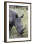 White Rhinoceros (Ceratotherium Simum), Kruger National Park, South Africa, Africa-James Hager-Framed Photographic Print