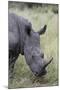 White Rhinoceros (Ceratotherium Simum), Kruger National Park, South Africa, Africa-James Hager-Mounted Photographic Print