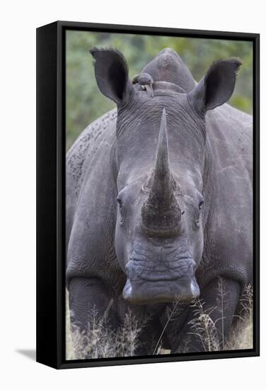 White Rhinoceros (Ceratotherium Simum), Kruger National Park, South Africa, Africa-James Hager-Framed Stretched Canvas