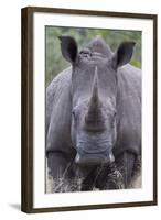 White Rhinoceros (Ceratotherium Simum), Kruger National Park, South Africa, Africa-James Hager-Framed Photographic Print