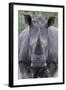 White Rhinoceros (Ceratotherium Simum), Kruger National Park, South Africa, Africa-James Hager-Framed Photographic Print