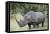 White Rhinoceros (Ceratotherium Simum), Kruger National Park, South Africa, Africa-James Hager-Framed Stretched Canvas