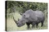 White Rhinoceros (Ceratotherium Simum), Kruger National Park, South Africa, Africa-James Hager-Stretched Canvas