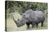 White Rhinoceros (Ceratotherium Simum), Kruger National Park, South Africa, Africa-James Hager-Stretched Canvas