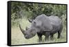 White Rhinoceros (Ceratotherium Simum), Kruger National Park, South Africa, Africa-James Hager-Framed Stretched Canvas